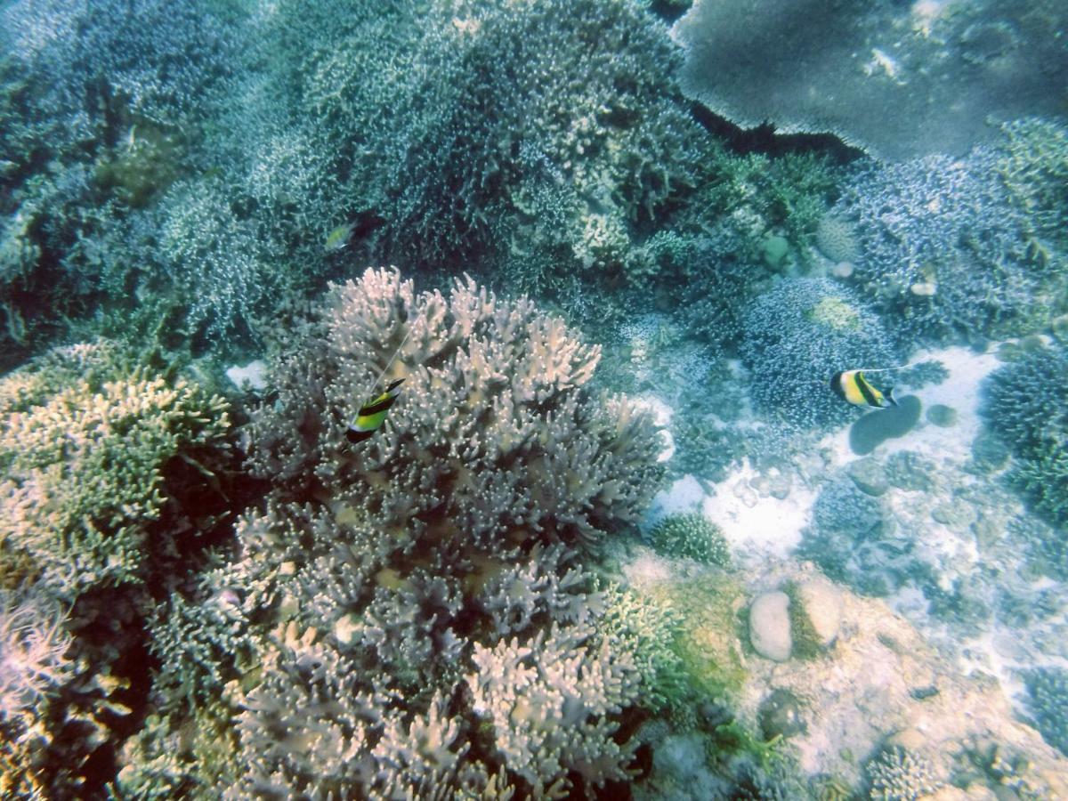 T Breeze Coastal Moalboal