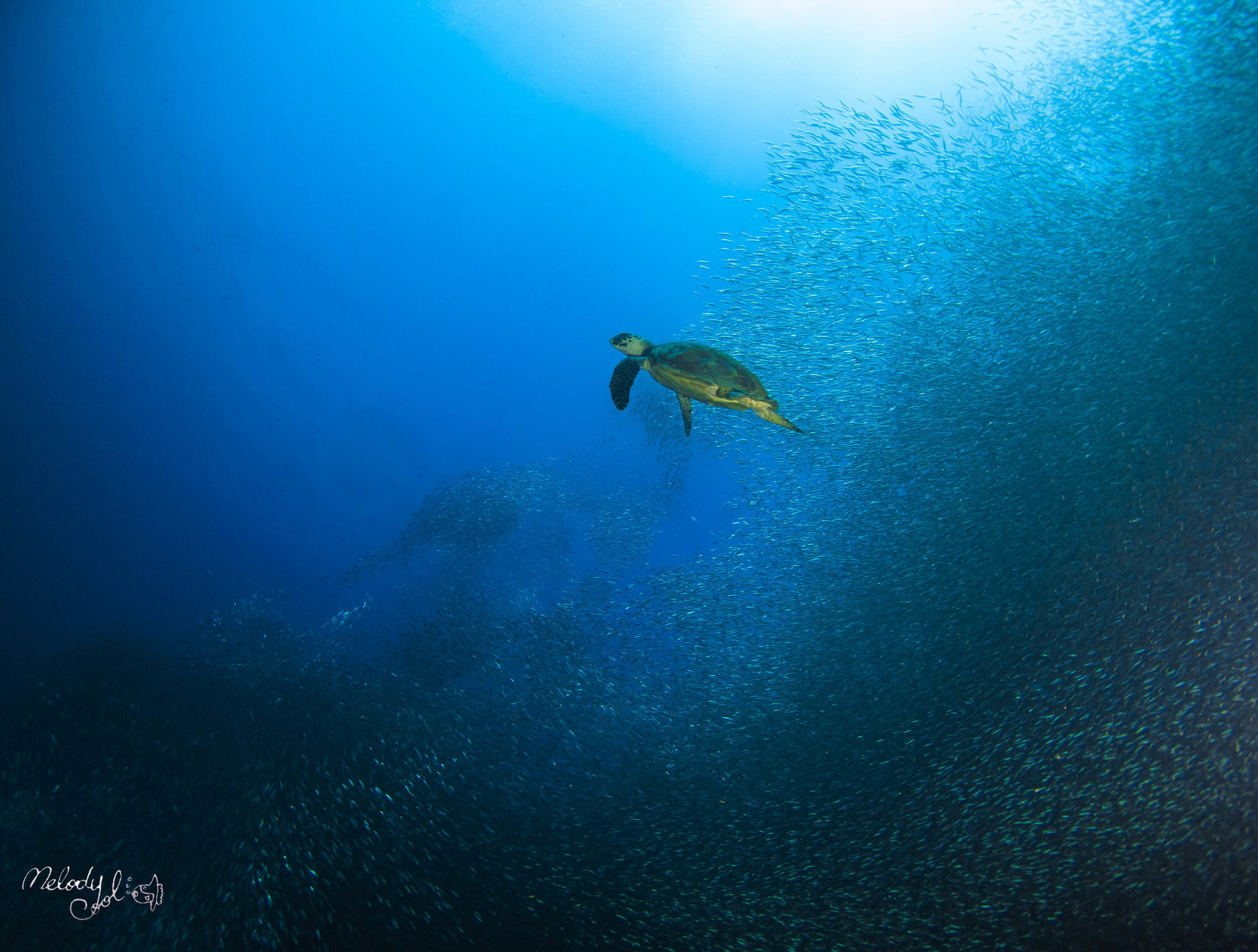 Resort Turtle Bay Dive 4*