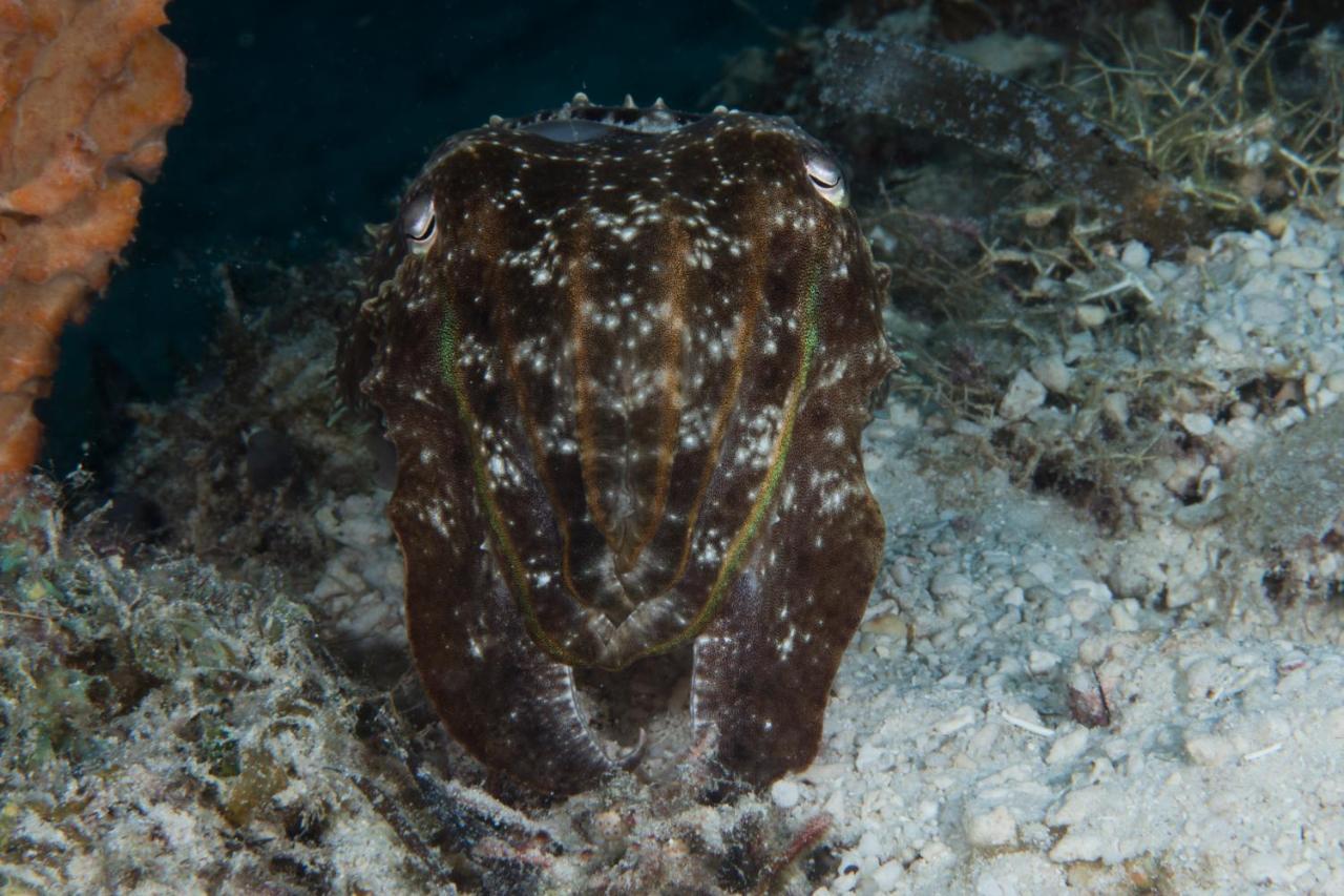 Resort Dive Spot Boljoon