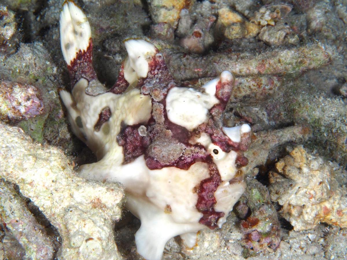 Resort Dive Spot