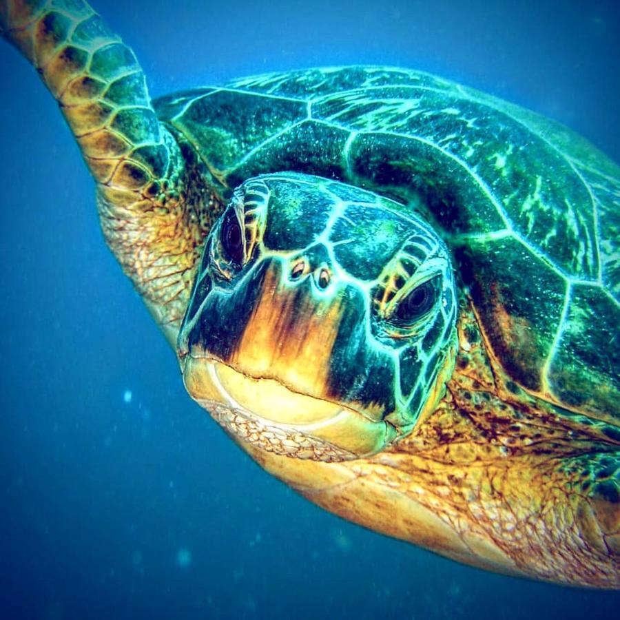 Gaja Go Dive & * Moalboal
