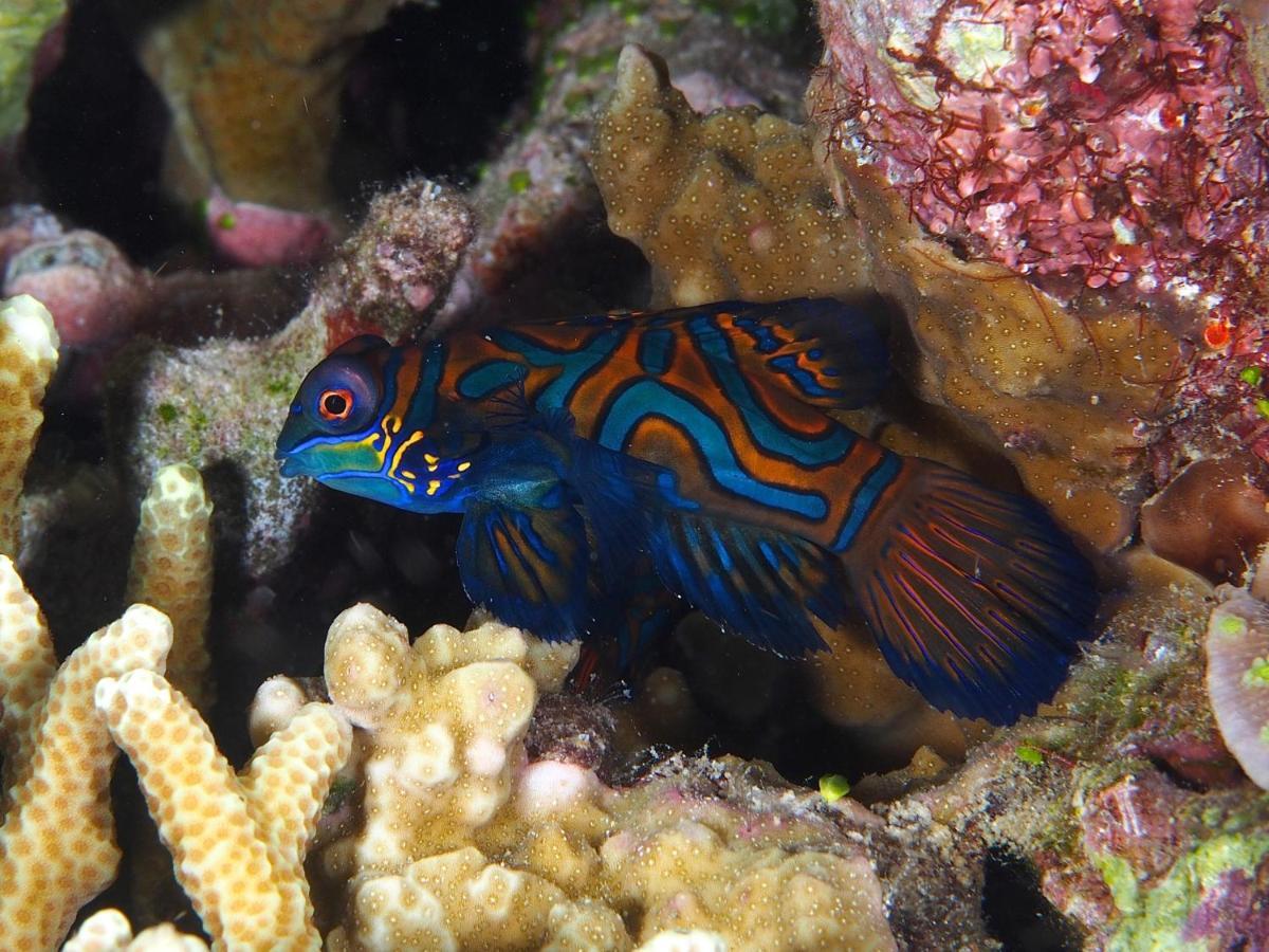 Resort Dive Spot Boljoon